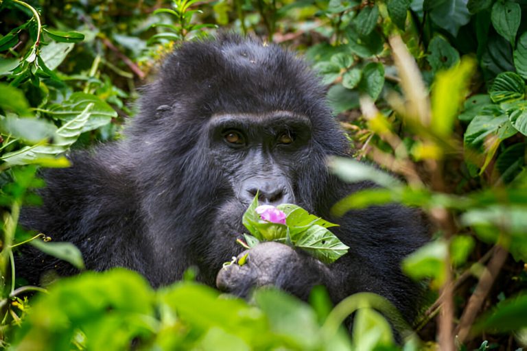 Uganda Gorilla Trekking Packages: Complete Guide to the Best Safari Options