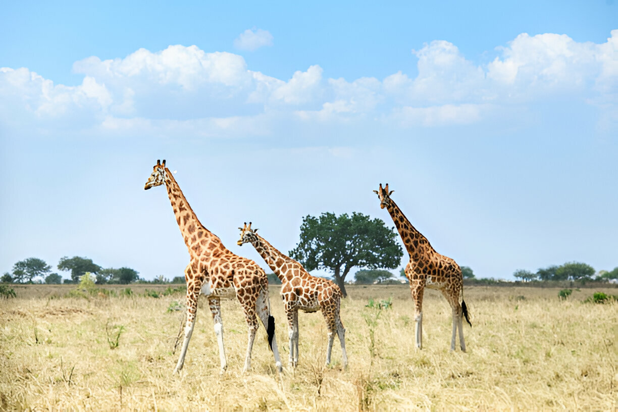 14 Days Best of Uganda Wildlife, Chimpanzee and Gorilla Trekking Safari Tour (17)