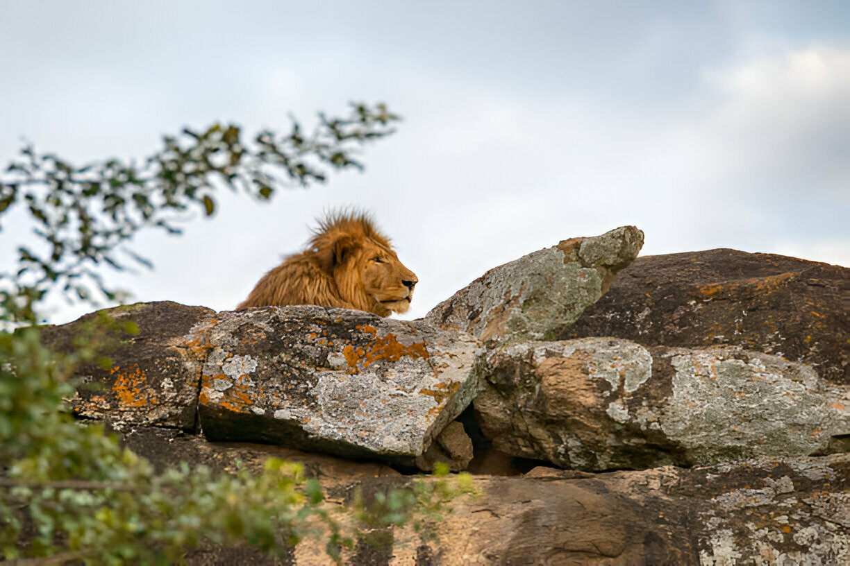 14 Days Best of Uganda Wildlife, Chimpanzee and Gorilla Trekking Safari Tour (18)