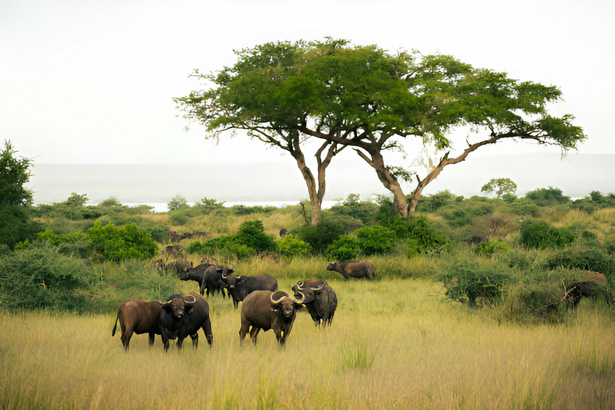14 Days Best of Uganda Wildlife, Chimpanzee and Gorilla Trekking Safari Tour (19)