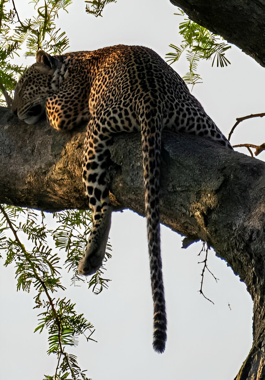 14 Days Best of Uganda Wildlife, Chimpanzee and Gorilla Trekking Safari Tour (5)