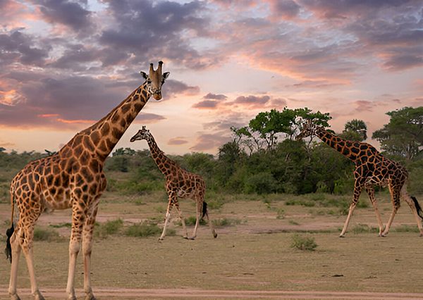 14 Days Best of Uganda Wildlife, Chimpanzee and Gorilla Trekking Safari Tour