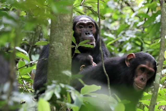 3 Days Chimpanzee Trekking Safari to Kibale Forest National Park .
