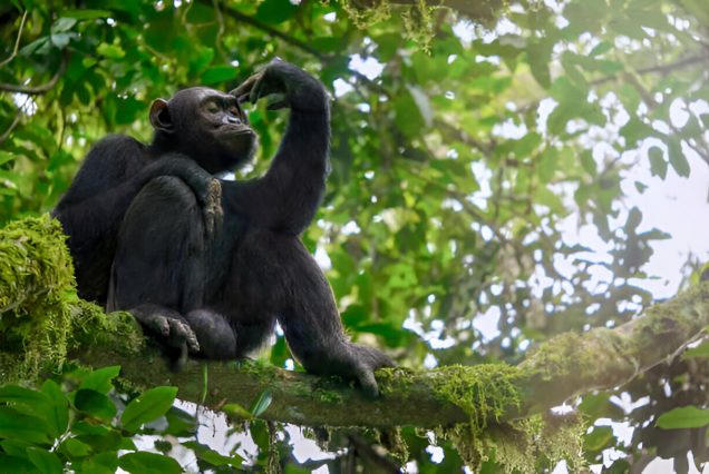 3 Days Nyungwe Forest National Park Safari