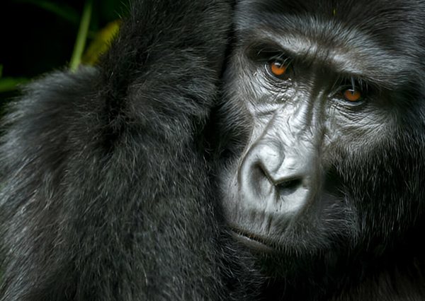3 Days Gorilla Trekking Safari in Uganda