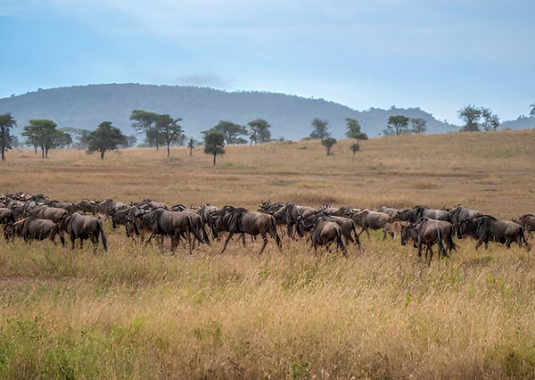 3 Days Serengeti National Park and Ngorongoro Crater Tanzania Safari