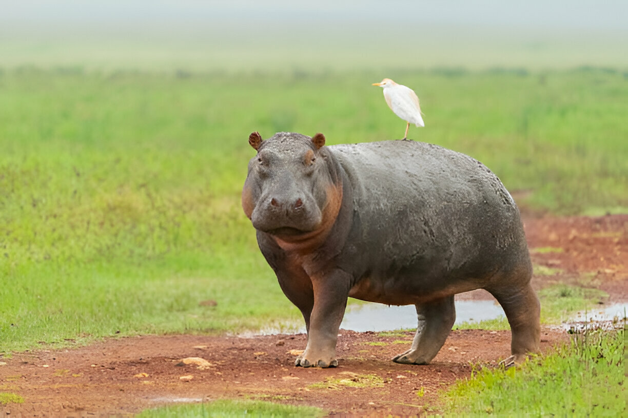 3 Days Serengeti National Park and Ngorongoro Crater Tanzania Safari (3)