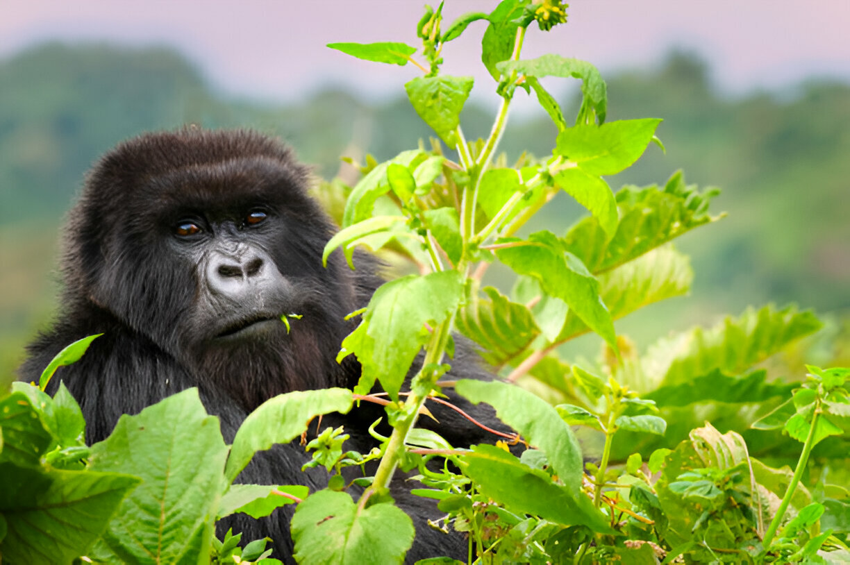 3 Days Volcanoes National Park Gorilla trekking Safari (1)