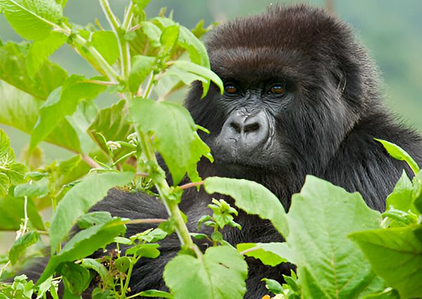 3 Days Volcanoes National Park Gorilla trekking Safari