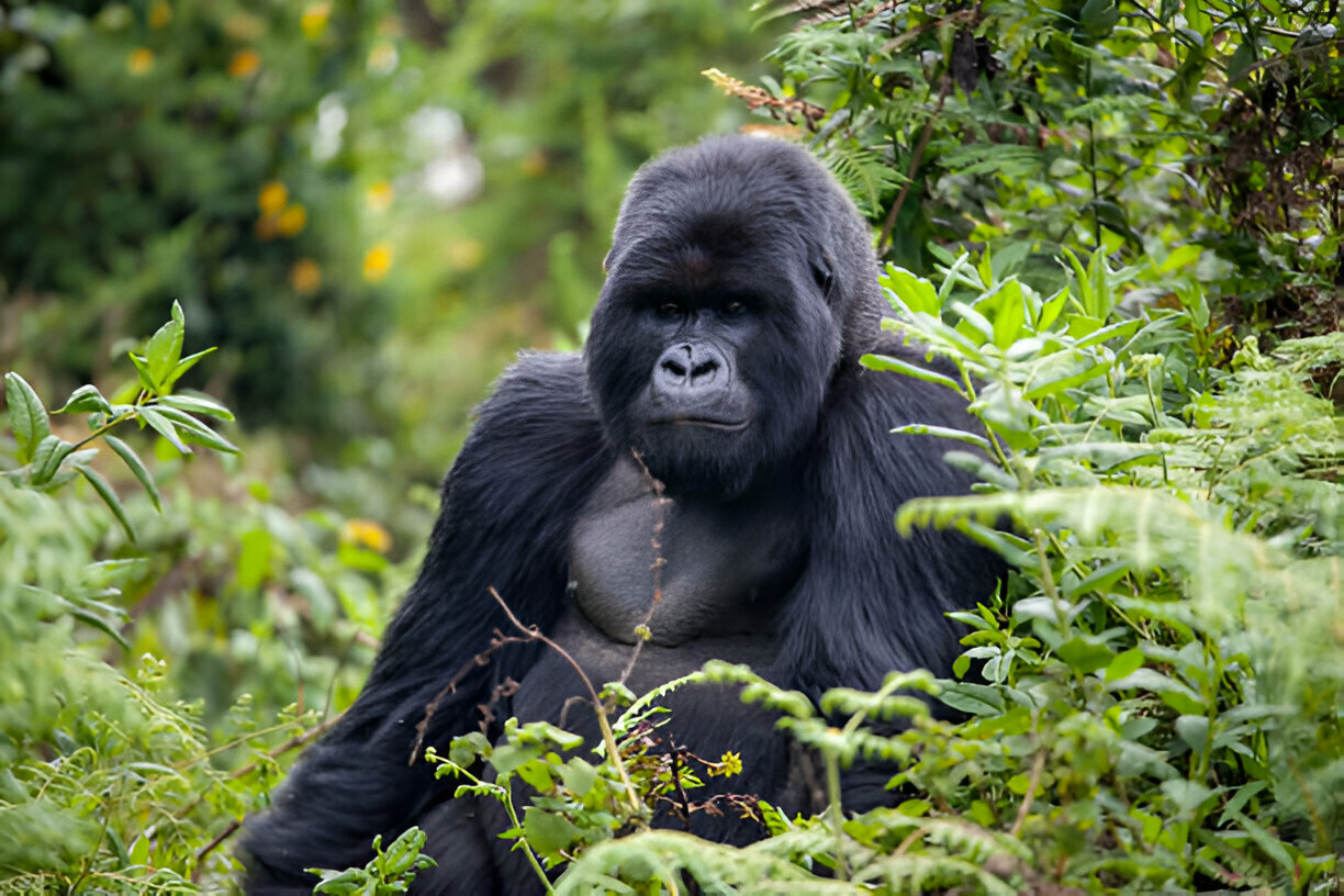 3 Days Volcanoes National Park Gorilla trekking Safari (4)