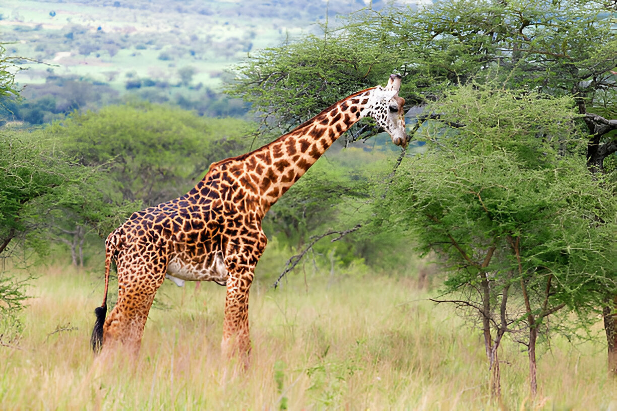 4 Days Akagera National Park Safari Rwanda (1)