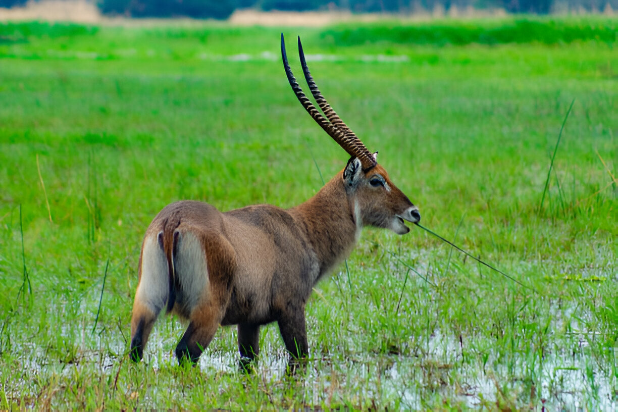 4 Days Akagera National Park Safari Rwanda (2)