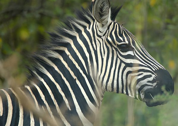4 Days Akagera National Park Safari Rwanda