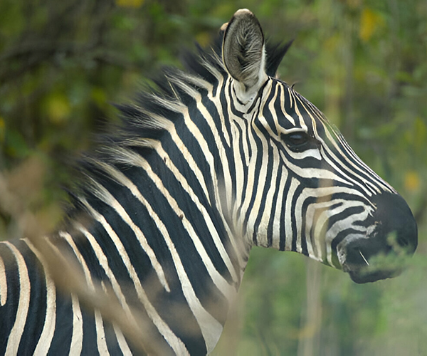 4 Days Akagera National Park Safari Rwanda (3)