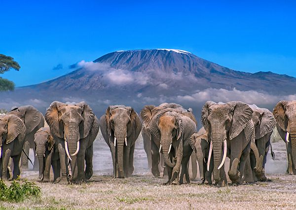 5 Days Amboseli National Park Safari In Kenya