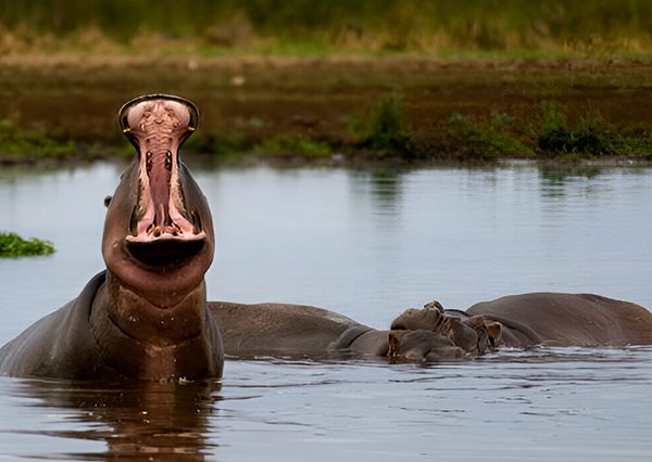 5 Days Tarangire and Lake Manyara safari tour in Tanzania