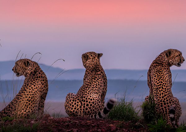 6 Days Kenya safari to Maasai Mara and Nairobi National Parks