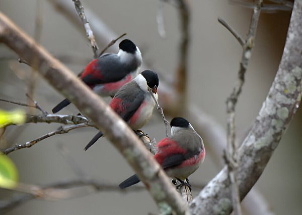 6 Days Uganda Birdwatching Safari tour