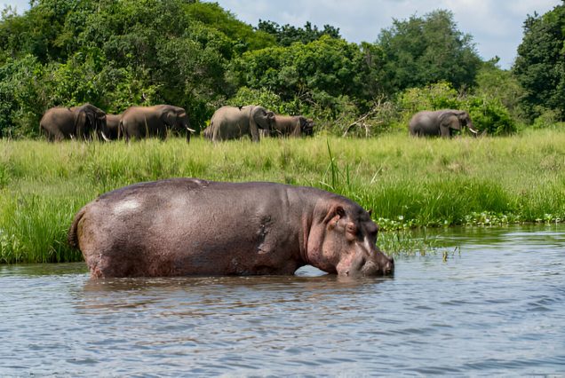 15 Days Best of Uganda Safari tour