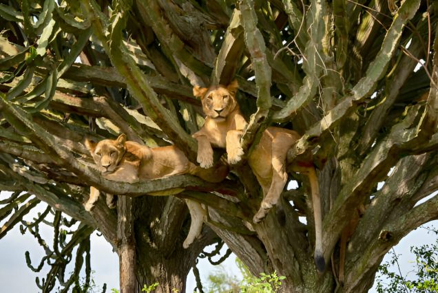 12 Days Best of Uganda Safari – Gorillas, Wildlife & Lake Bunyonyi