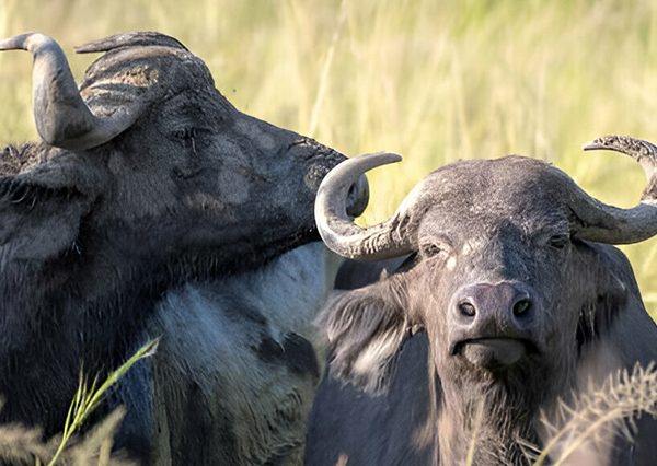 7 Days Best Family Wildlife Safari in Uganda