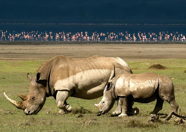7 Days Best of Kenya Wildlife Viewing Safari Tour