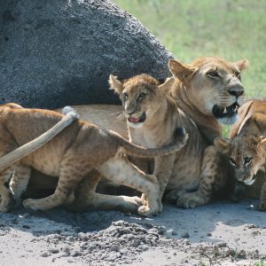 2 Days Budget Safari tour to Murchison falls national park