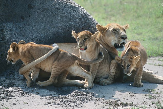 2 Days Budget Safari tour to Murchison falls national park