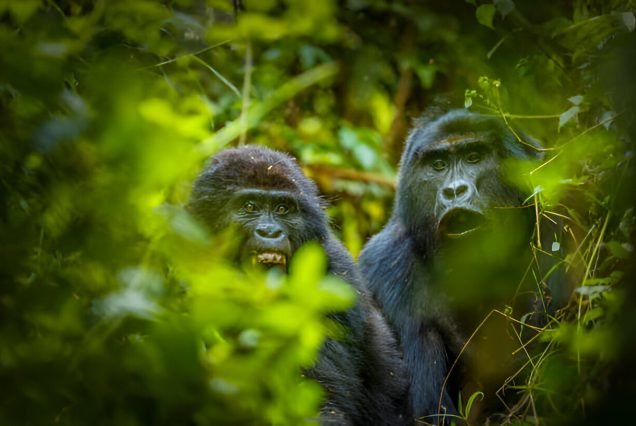 3 Days Budget Group Gorilla Tracking Safari