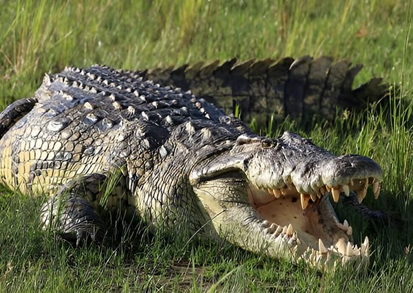 9 Days Best of Uganda Wildlife Safari tour