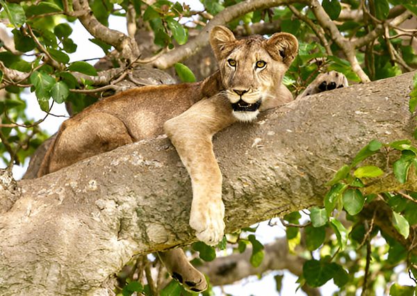 4 Days Uganda Safari Tour to Queen Elizabeth National Park