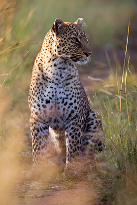 leopard_masai_mara