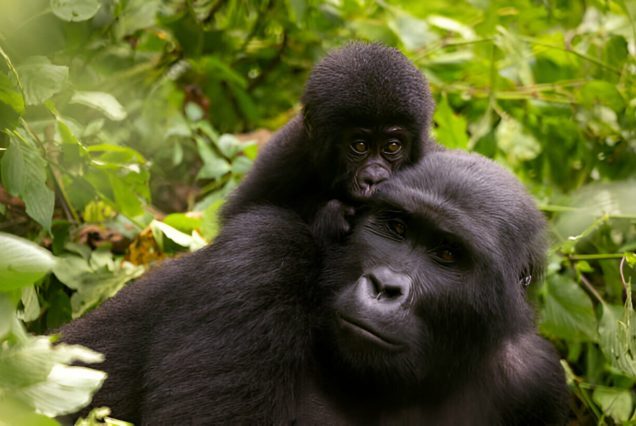 15 Days of Photography Adventure gorilla and wildlife safari tour
