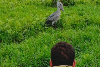Shoebill tracking Uganda