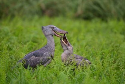 shoebill