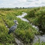 Shoebill stork standing near a stream surrounded by dense green vegetation in a wetland